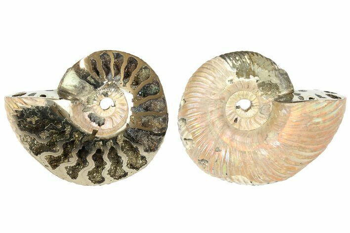 One Side Polished, Pyritized Fossil Ammonite - Russia #174955